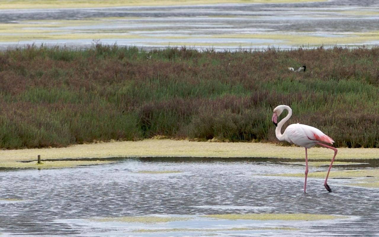 Asfodelo Villa Pula Bagian luar foto
